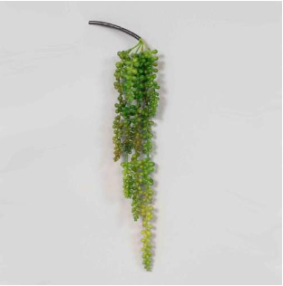 Hanging Sedum Plant