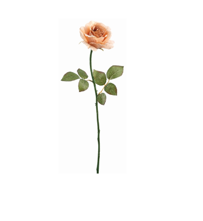 Peach Rose Stem