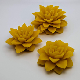 Beeswax Candle - Succulent