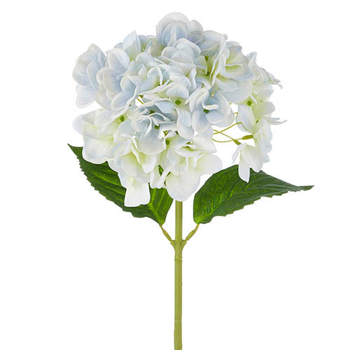 Light Blue Hydrangea Stem