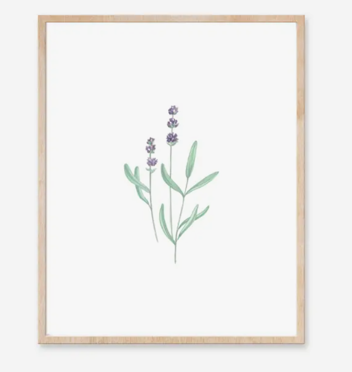 Katelyn Morse - Lavender Art Print (8" X10")