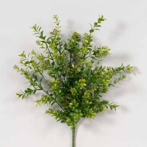 Boxwood Bush