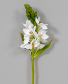 Star Of Bethlehem Spray