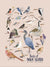 Poplar Paper Co: Birds of Nova Scotia Poster (18" x 24")