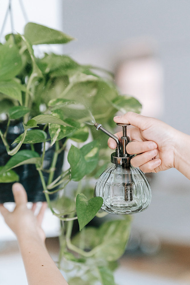 Beveled Plant Mister